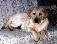 Hank on Couch