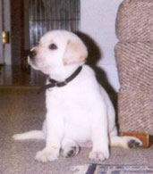 Maisey