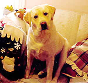 Lindenhall's Jack Dempsey Floyd 