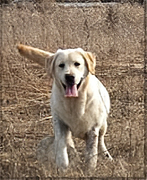 Lindenhall's Jack Dempsey Floyd 