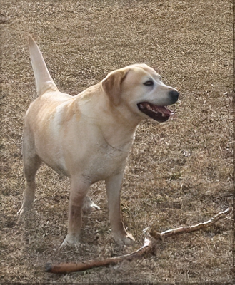 Ch. Lindenhall's McIlwain Protégé