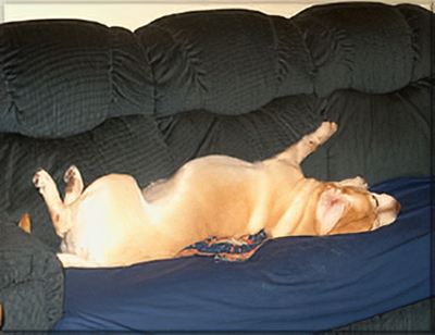 Ch. Lindenhall's McIlwain Protégé