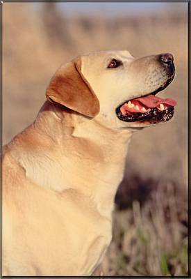 Ch. Lindenhall's McIlwain Protégé 