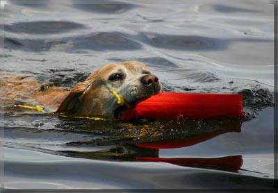 Ch. Lindenhall's McIlwain Protégé
