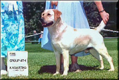 Ch. Lindenhall's McIlwain Protégé