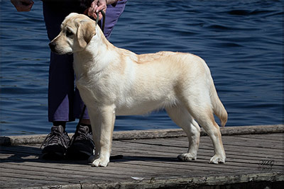 Queenie as a puppy
