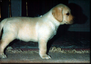 Hank