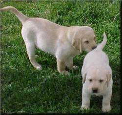 The Boys